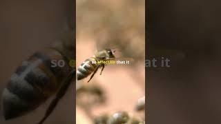 How Do Bees Communicate [upl. by Rendrag]