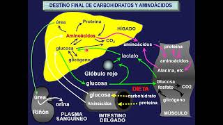 Bioenergética y oxidación biológica [upl. by Rosmunda]