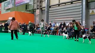 Crufts 2019 Smooth Fox Terrier  Best Dog CC [upl. by Nuahsed]