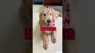 Unexpectedly the dog finally did something human today Fu Shu Liang Cute Pet Rescue Nose and Nos [upl. by Anicnarf]