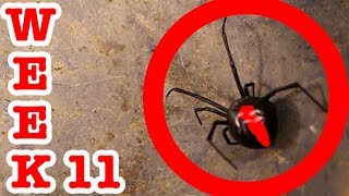 How To Catch A Redback Spider Under My Toyota Week 11 EDUCATIONAL VIDEO [upl. by Yroger595]