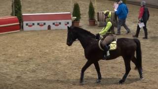 Trakehner Winter CC Trophy 2017 in Fehraltorf [upl. by Rubinstein]