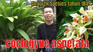 Coelogyne asperata  Anggrek spesies tahun 1849 [upl. by Isaak]