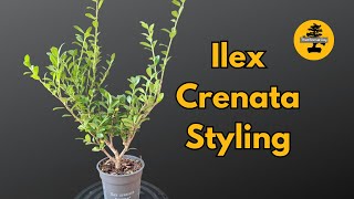 From Start to Bonsai Styling an Ilex Crenata Tree for the Future [upl. by Purdum694]