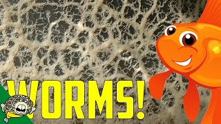 Live Fish Food How to make Micro Worm and Banana Worm Cultures [upl. by Shayn]