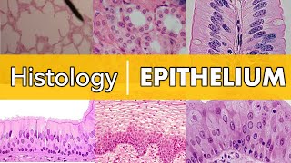 Cells and tissues types and characteristics  Human histology  Kenhub [upl. by Gaynor]