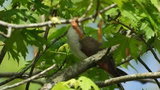 Yellowbilled Cuckoo [upl. by Akoyin]