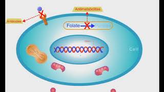 Anticancer Drugs short animation video [upl. by Ellie281]