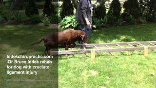 Cruciate ligament rehab video  chiropractic for dogs [upl. by Brianna]