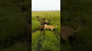 Lioness gets ambushed by pack of Hyenas [upl. by Thin951]