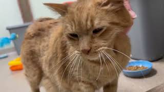 ADOPTED Yoda  adoptable cat in Oshkosh Wisconsin orange tabby adoptacat [upl. by Amor]