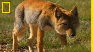 La prédation audacieuse du renard du Tibet [upl. by Langham252]