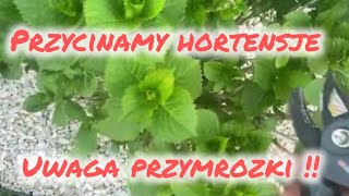 Przycinanie hortensji ogrodowej  ratujemy zmarznięte hortensje  przymrozki [upl. by Allets]