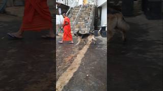 The German Shepherd Dog That Attends Sermons with Monks🐶 A Spiritual Connection nature dog shorts [upl. by Furlong848]