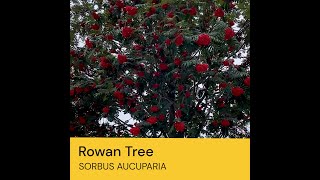 Beautiful Rowan Tree in autumn WITH BERRIES Sorbus aucuparia [upl. by Ordnagela]