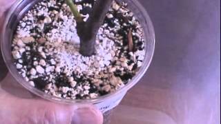 fig cuttings progress [upl. by Aime]