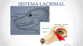 Oftalmologia Veterinária [upl. by Aikcin]