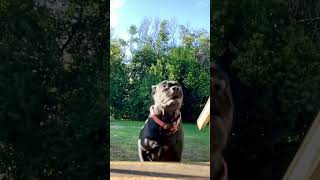 “DINNER’S READY”Margot canecorso dogsofyoutube [upl. by Arrej]