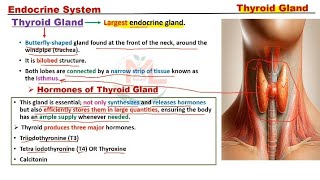 Thyroid gland  Parathyroid gland [upl. by Jumbala]