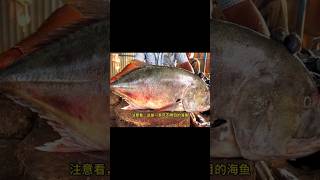 Trevally🐬Ocean🐠Fish fishhunting seafood fishingvideo [upl. by Uda]