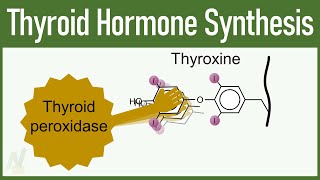 Thyroid Hormone Synthesis [upl. by Astiram385]