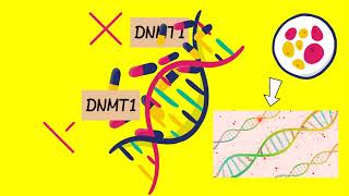 Decitabine Mechanism Of Action [upl. by Besnard74]