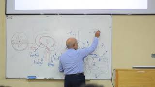 dvelopment of the tracheoesophageal tube and larynx PART 1 [upl. by Weigle]