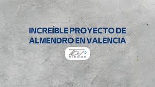 Increíble proyecto de almendro en Valencia [upl. by Mou]