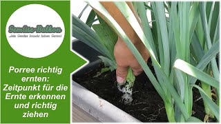 Porree 🥬 richtig ernten 📥 Den Zeitpunkt für die Ernte erkennen 🔍 und richtig ziehen [upl. by Elime]