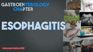 Esophagitis lecture 2 [upl. by Asilehc]