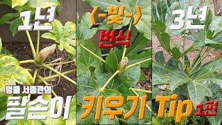 팔손이 키우기 🌿 팔손이 번식 🍒 팔손이 씨앗🌙 Paperplant Fatsia japonica care [upl. by Anura]