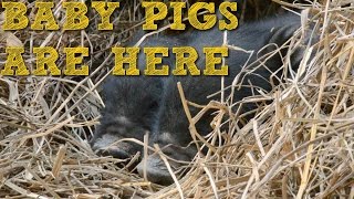 Baby Pigs born in new Pig Pen [upl. by Gambrill]