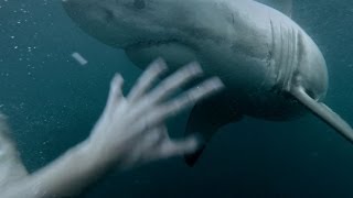 GoPro Man Fights Off Great White Shark In Sydney Harbour [upl. by Ennej772]