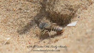 SAND WASP furiously digging burrow Bembix americana spinolae [upl. by Ylaek]