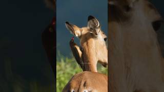 Oxpecker Bird Searching for parasite Wincent ZoNsC bird nature wildlife [upl. by Ynattirb379]