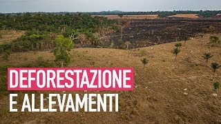 La deforestazione dellAmazzonia è causata dallindustria della carne [upl. by Yenaiv763]