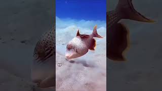 Triggerfish amazing triggerfish marinelife animals cute shorts foryou didyouknow [upl. by Wyler]