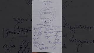 Life cycle of Marchantia [upl. by Fu]