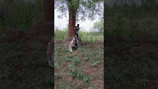 cangaroo subscribe wildlife vfx animation animals [upl. by Ielak]