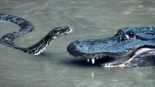 Python vs Alligator 16  Real Fight  Python attacks Alligator [upl. by Jarrad]