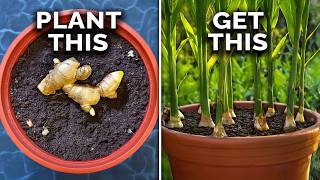 How to Grow Ginger in Containers And Get a Huge Harvest [upl. by Esoranna]