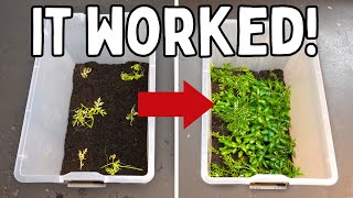 Growing Aquarium Plants in Tubs  Amazing Results [upl. by Kessiah]