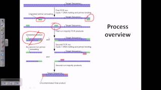 Nested PCR [upl. by Neneek946]