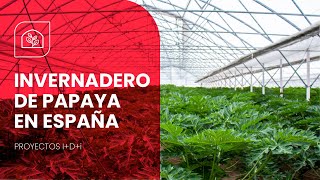 Invernadero para Cultivo de PAPAYA  Tecnologías recomendadas [upl. by Orapma]