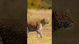 The leopard is very powerful Some amazing facts about leopards [upl. by Karsten441]