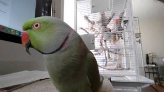 Indian Ringneck parrot talking [upl. by Huebner262]