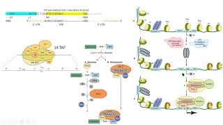 eukaryotic 2 polymerase RNA polimerasa transcription transcripción molecular biology biología [upl. by Resarf]