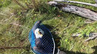 Wild Skies Raptor Center Bald Eagle capture  Ovando MT [upl. by Darline]