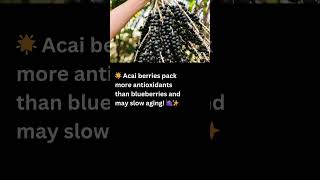 Acai Berry The Anti Aging Superfood You Need to Know facts shorts [upl. by Rramed437]