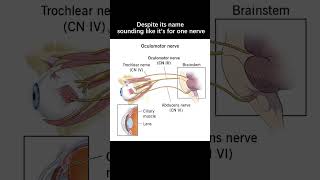 What is the oculomotor nerve [upl. by Shatzer]